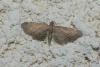 Eupithecia sp.